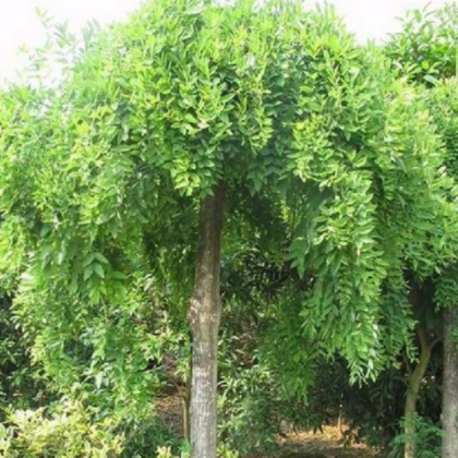 昊潤生態果林 優質龍爪槐