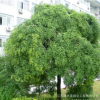 基地批發供應綠化園林垂槐樹苗 垂槐苗花卉 種植喬木花卉苗木