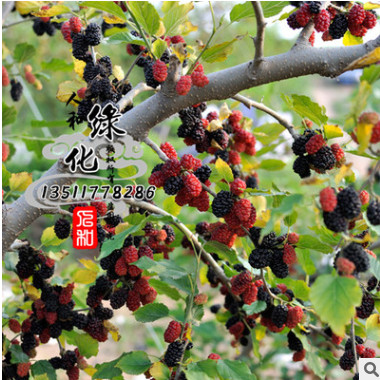 熱銷果樹苗桑葚苗 桑葚樹苗 果樹苗 規(guī)格齊全 質(zhì)優(yōu)價(jià)廉