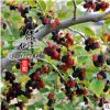熱銷果樹苗桑葚苗 桑葚樹苗 果樹苗 規格齊全 質優價廉