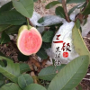 紅心芭樂番石榴苗 紅心番石榴果苗 臺(tái)灣紅心番石榴苗