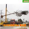 批發樸樹小苗 精品園林綠化用苗成活率高庭院造型苗木 基地直銷