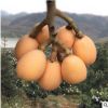 長期供應(yīng) 枇杷樹苗 大紅袍枇杷苗 枇杷苗木