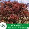 紅楓2一15公分 基地直銷優質紅楓 承接綠化工程批發配送