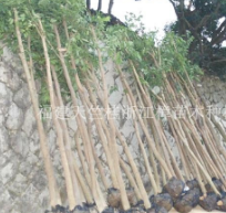 廠家供應(yīng)蛭石 園藝蛭石 香包蛭石 孵化專用蛭石