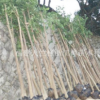 廠家供應蛭石 園藝蛭石 香包蛭石 孵化專用蛭石