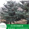 園藝場種植五針松樹 行道綠化樹易栽培易管理量大從優 園藝基地