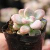 艾倫多頭群生多肉植物室內迷你盆栽肉肉綠植盆特價批發(fā)