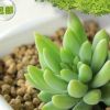 熱銷推薦 玉珠蓮多肉植物 大5-7cm辦公室內盆栽 產地批發(fā)
