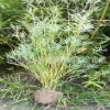鳳尾竹 慈孝竹 工程苗木綠化 基地直銷 庭院綠化 青竹 紫竹