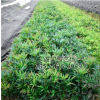 苗圃基地直銷 黃蓮小苗 規(guī)格齊全量大優(yōu)惠 高25公分 10公分冠