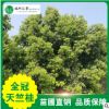 【全冠天竺桂】苗圃供應(yīng)各個規(guī)格喬木基地常綠園藝樹行道風(fēng)景樹