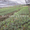 批發(fā)紅豆杉樹(shù)苗綠化苗木造型盆景凈化空氣量大從優(yōu)紅豆杉
