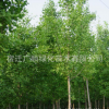 基地批發(fā)銀杏樹(shù)苗綠化苗木行道風(fēng)景樹(shù)量大從優(yōu)銀杏苗