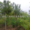 批發(fā)白蠟樹(shù)苗綠化苗木行道種植庭蔭樹(shù)色塊綠籬量大從優(yōu)白蠟苗