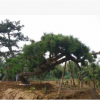 常年出售低價熱銷景松 造型美觀的景松 價格合理 規格齊全