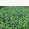 大量供應扶芳藤苗 基地直銷 量大優(yōu)惠扶芳藤苗