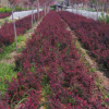 大量供應紅葉小檗苗 基地直銷 量大優(yōu)惠紅葉小檗苗