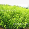 庭院綠化植物金森女貞樹苗 金葉女貞球小苗彩色綠化苗木批發免運