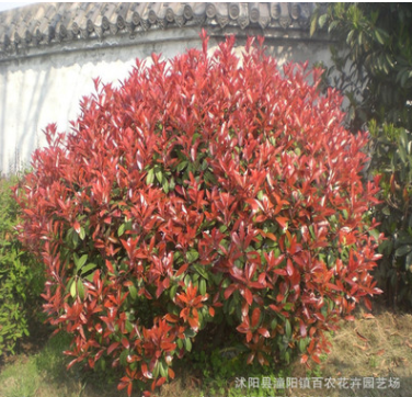紅葉石楠小苗 紅葉石楠球 紅葉石楠樹 羅賓斯 火焰 大小規(guī)格齊全