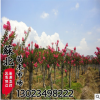 叢生紫薇 紅花紫薇樹苗 紫薇 規(guī)格齊全 園林綠化工程苗 觀花