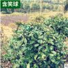 基地直銷飽滿含笑球園林綠化苗木含笑球批發規格齊全價格實惠