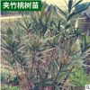基地批發(fā)夾竹桃樹苗叢生單株夾竹桃苗 庭院別墅美化苗高速綠化