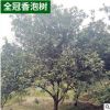 各種規(guī)格全冠香泡樹移栽骨架香泡樹園林景觀果木柚子樹批發(fā)
