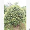 飽滿無刺枸骨球 各種規格精球毛球 高基地直銷 濕地綠化灌木批發