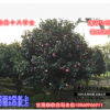 銀杏　高端大方獨特茶花別墅庭院美化珍藏大樹直徑10-20cm