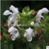 供應(yīng) 夏枯草種子 大花夏枯草 耐寒 種子批發(fā) 廠家直銷(xiāo) 量大優(yōu)惠