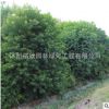 優(yōu)質(zhì)烏桕樹(shù)苗 園林綠化工程苗木烏桕苗 規(guī)格齊全 行道風(fēng)景樹(shù)