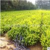 基地批發(fā)供應(yīng)工程綠化苗木金森女貞 黃葉女貞30-60厘米 色塊綠化
