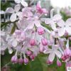 批發(fā)丁香樹(shù)苗綠化工程苗木 白 紫丁香花苗 叢生丁香樹(shù)苗價(jià)格