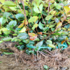 茶花苗木 茶梅 大量供應(yīng)各種綠化 供應(yīng)綠化苗木植物