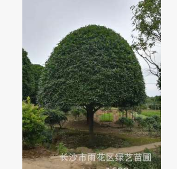 苗圃直銷18公分精品桂花樹 八月桂花 金桂 規(guī)格齊全