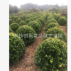 苗圃大量供應80公分--1米2精品金森汝貞球