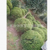 苗圃優(yōu)價供應(yīng)80cm--150cm羅漢松球 龍柏球