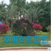 漳浦安恩園藝，基地直銷 動(dòng)物造型三角梅盆栽