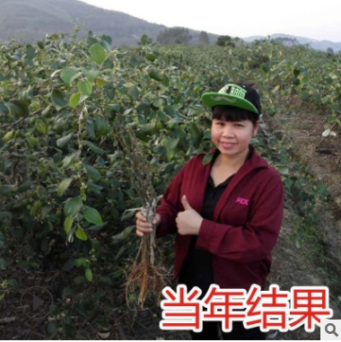 臺灣大青棗果樹苗嫁接苗水果苗四季盆栽地栽果苗南方種植當年結(jié)果