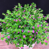 滿天星盆栽植物室內(nèi)客廳陽臺綠植超花期長的盆栽花卉四季開花不斷