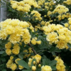 庭院爬藤植物攀援植物七里香十里香薔薇黃木香白木香盆栽木香花苗