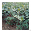 專供0.6公分無刺花椒苗 無刺花椒苗品質(zhì)好