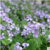 批發(fā)優(yōu)質(zhì)草花 二月蘭種子 園林綠化景觀 春播四季 耐陰 耐寒花卉