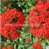 供應(yīng) 夏枯草種子 大花夏枯草 耐寒 種子批發(fā) 廠家直銷 量大優(yōu)惠