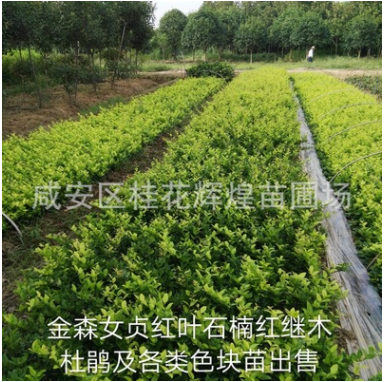 苗圃直銷 金森女貞小苗批發 彩色苗 金葉女貞苗銷售