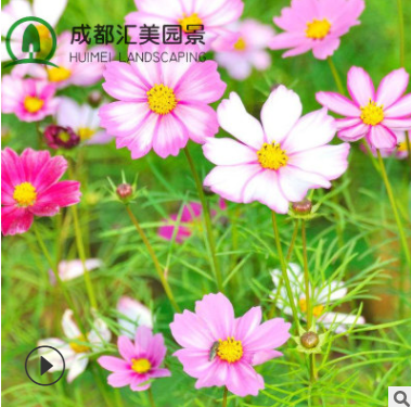 格桑花波斯菊花籽 混色高桿野花組合綠化景觀用草花種子袋裝30KG