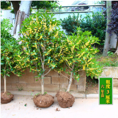 流蘇嫁接桂花盆栽植物桂花樹苗室內盆栽金桂八月桂花沉香桂四季桂