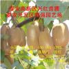 獼猴桃2年嫁接苗價格 黃肉獼猴桃苗口感好品質佳