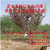 10公分櫻花苗供應 純正紅葉櫻花苗 日本晚櫻小苗 單瓣櫻花苗